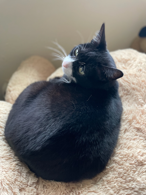 Boston, a black-and-white tuxedo cat